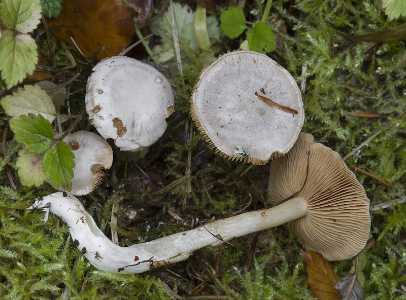 Cortinarius eburneus